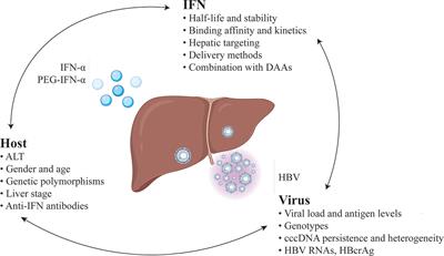 Interferon and Hepatitis B: Current and Future Perspectives